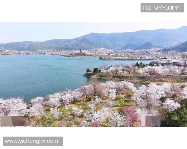 江城樱花盛开时节邀您共赏春日美景与精彩赛事